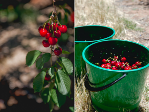 cherries in the buckets, pick your own cherry, cherry festival, young nsw.